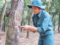 Bón NPK Văn Điển cho cao su